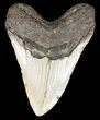 Bargain, Megalodon Tooth - North Carolina #49500-2